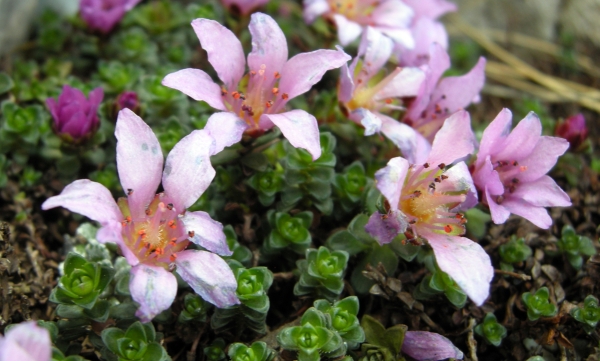 Sassifraga latina